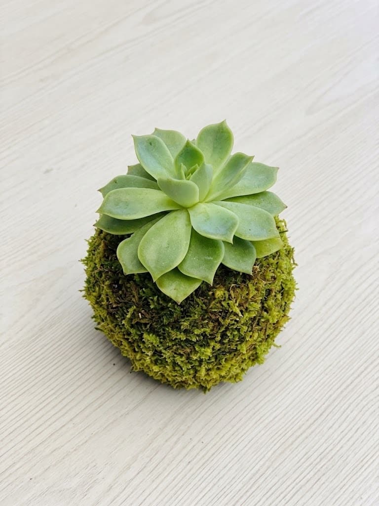 Kokedama: una echeveria verde clara sobre una esfera de musgo