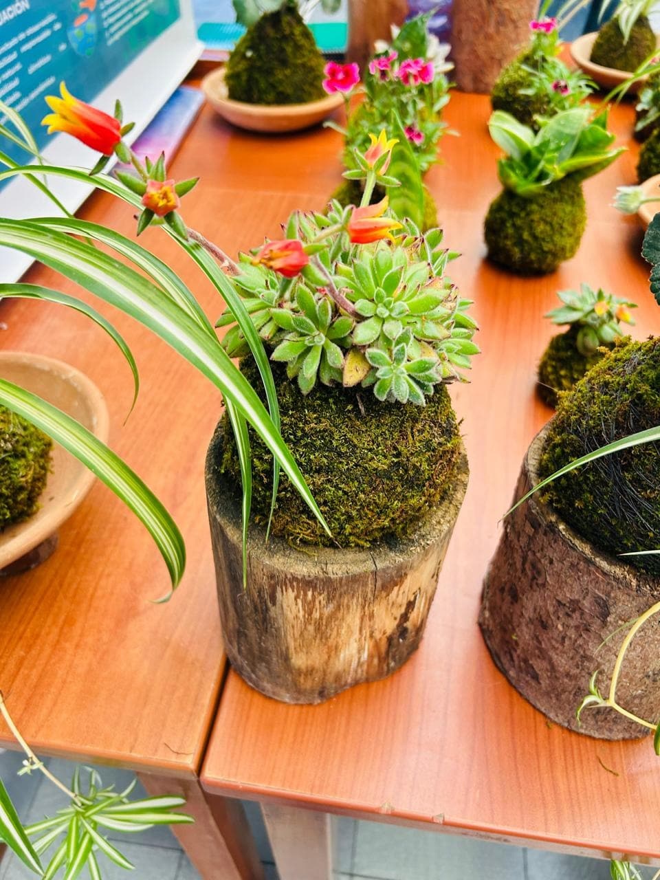 Kokedamas con suculentas y flores sobre una mesa de madera